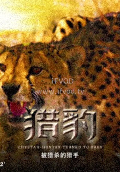 《猎豹·被捕杀的猎手》：追踪与反抗，丛林深处的残酷搏杀